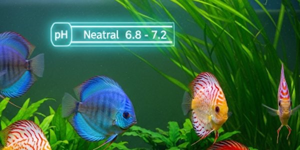 Acará-Disco e o pH: Desvendando Mitos para um Aquarismo Sereno