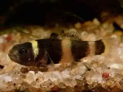 Bumblebee Goby