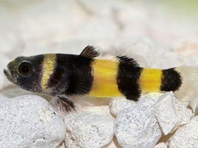 Golden Bumblebee Goby