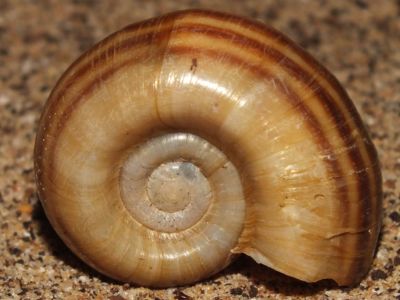 Giant Ramshorn Snail