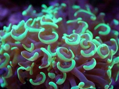 Hammer Coral