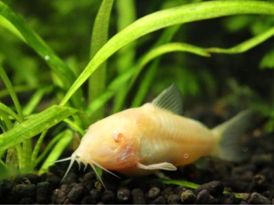 Albino Cory