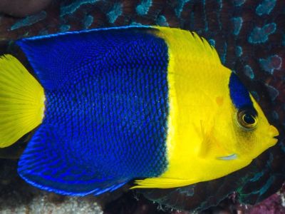 Bicolor Angelfish