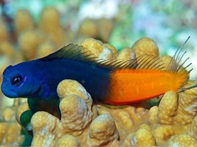 Bicolor Blenny