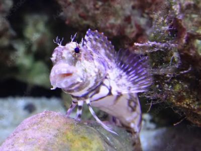 Lawnmower Blenny