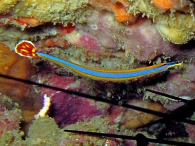 Bluestripe Pipefish