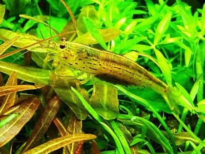 Amano Shrimp