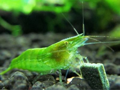 Green Babaulti Shrimp
