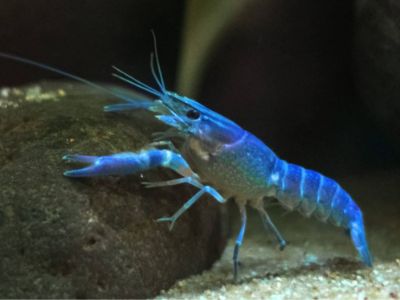 Blue Crayfish