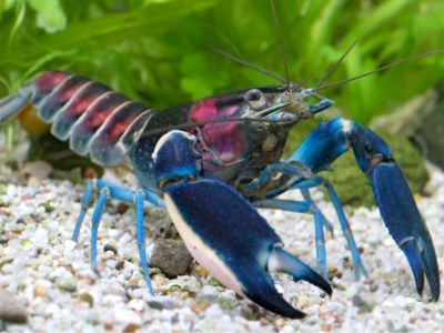 Red Claw Crayfish
