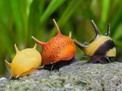 Horned Nerite Snail