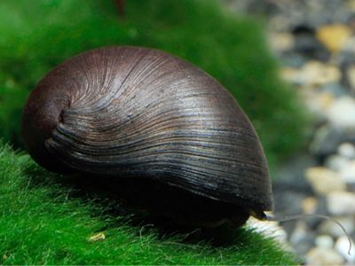 Military Helmet Nerite