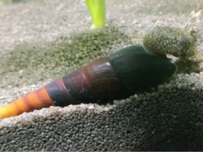 Black Devil Snail