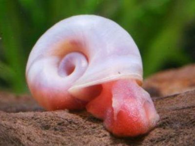Red Ramshorn Snail