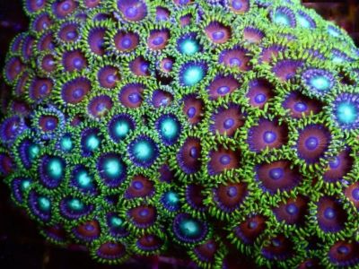 Zoanthid
