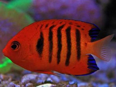 Flame Angelfish