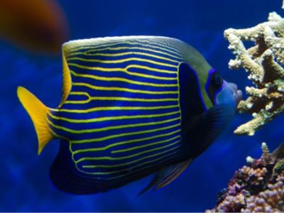 Emperor Angelfish