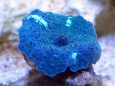Mushroom Coral