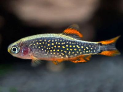 Celestial Pearl Danio