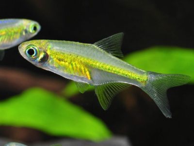 Kubotai Rasbora