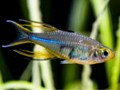 Celebes Rainbowfish