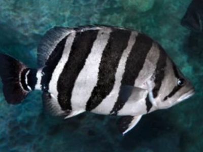 Indonesian Tiger Fish