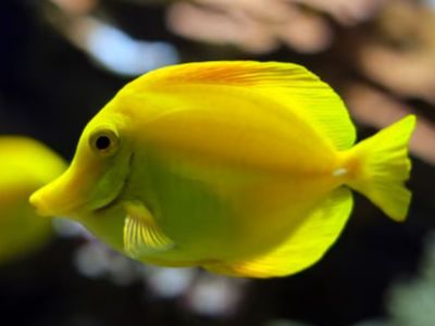 Yellow Tang