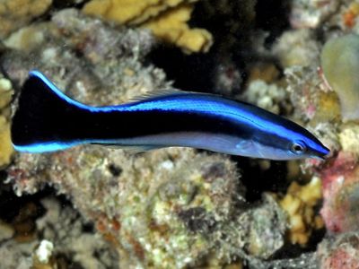Cleaner Wrasse