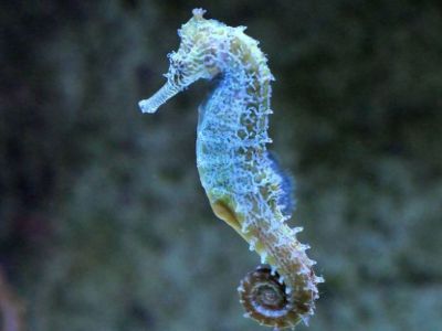 Common Seahorse