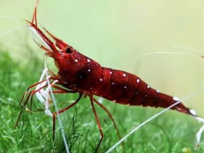Cardinal Shrimp