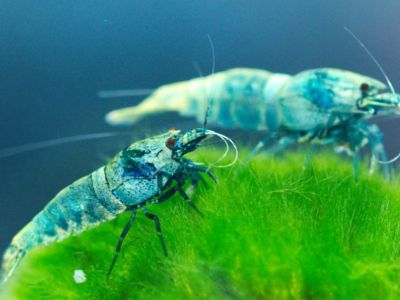 Blue Bolt Shrimp