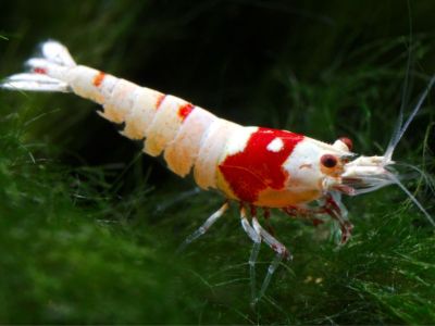 Taiwan Bee Shrimp
