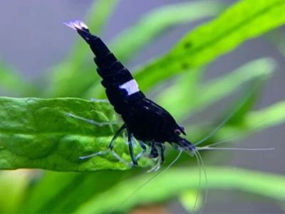 Black King Kong Shrimp