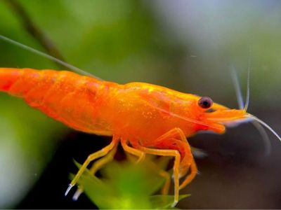 Orange Sakura Shrimp