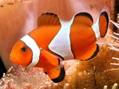 Clownfish