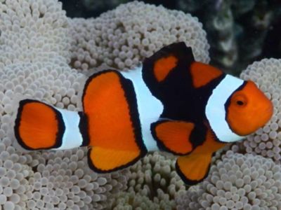 True Percula Clownfish
