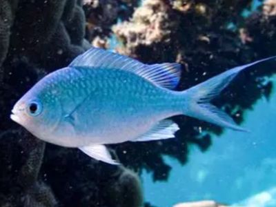 Blue-Green Chromis