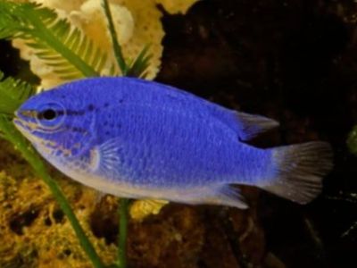 Blue Damselfish