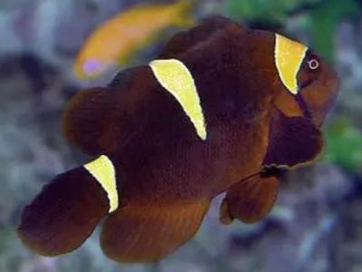 Maroon Clownfish