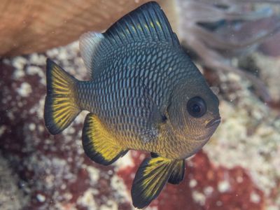 Domino Damselfish