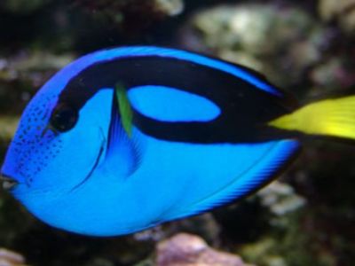 Blue Tang