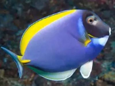 Powder Blue Tang