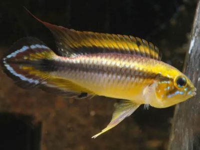 Agassiz's Dwarf Cichlid