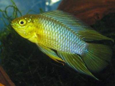 Umbrella Dwarf Cichlid
