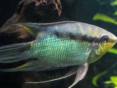 Flag Cichlid