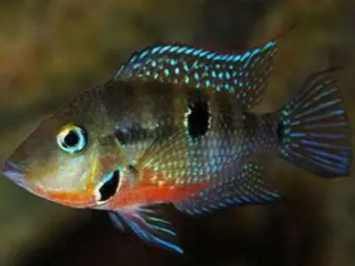 Firemouth Cichlid