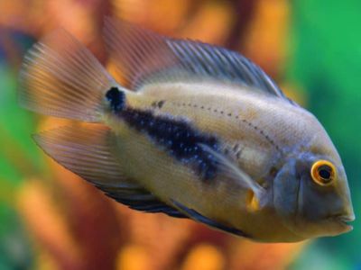 Triangle Cichlid