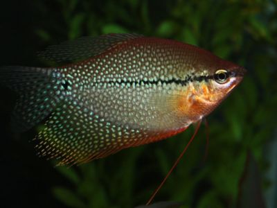 Pearl Gourami