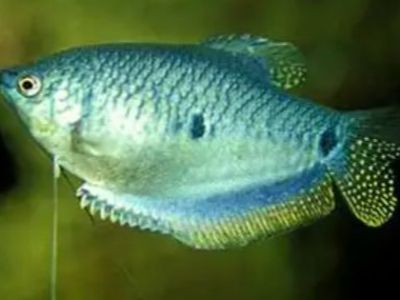 Three-Spot Gourami
