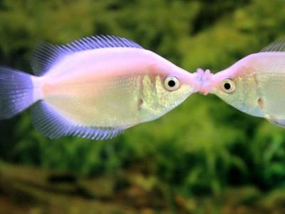 Kissing Gourami
